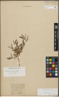 Foto von Salix repens subsp. incubacea (L.) A. Neumann
